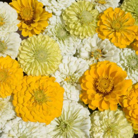 Lemon Meringue, Zinnia Seeds - Packet image number null